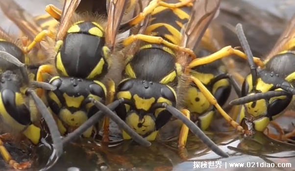 世界上最大的马蜂是什么蜂类（日本大黄蜂）
