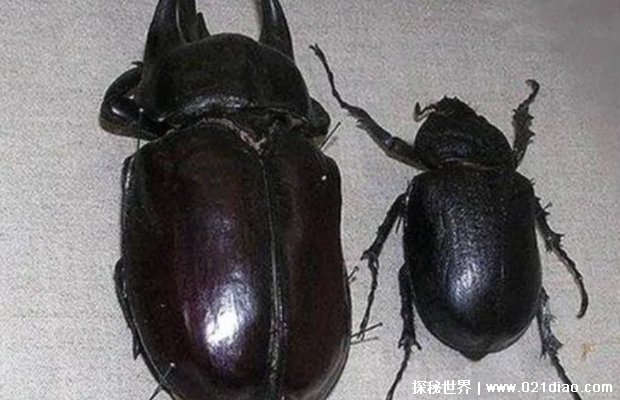 世界上最大的甲虫是什么虫（泰坦甲虫）