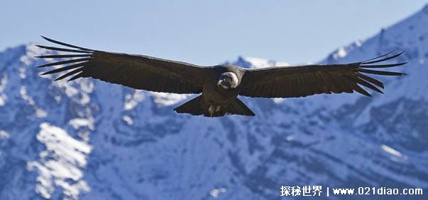 现存世界上最大的飞禽是什么（安第斯神鹫）