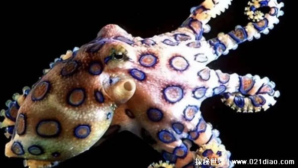 世界上最毒的章鱼是谁（蓝环章鱼）