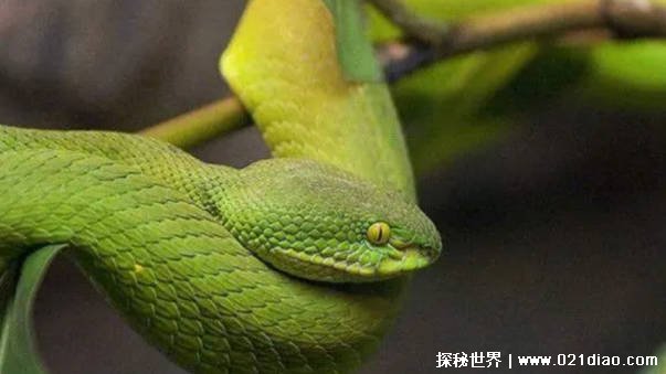 世界上年龄最大的蛇是什么蛇（绿茸线蛇）