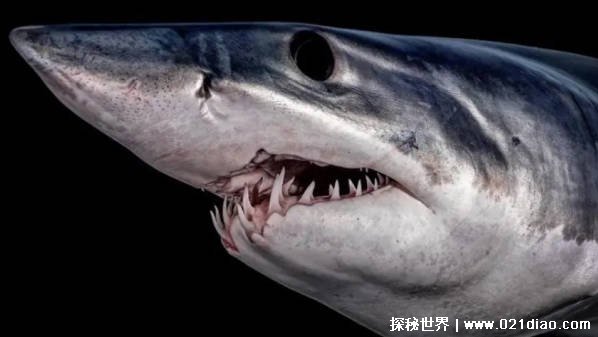 世界上速度最快的鲨鱼是谁（尖吻鲭鲨）